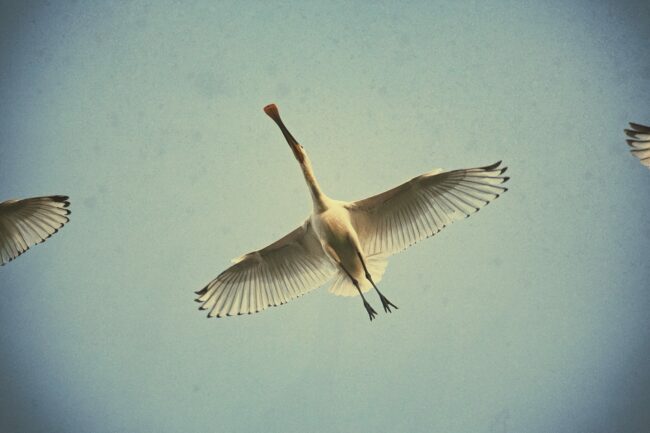La Spatule blanche est un autre échassier que l’on peut observer dans les marais salés. Elle est identifi able par son bec très particulier, long et aplati, formant une spatule à son extrémité, pratique pour fouiller les fonds vaseux. ©The French Maquis Art. Conception-Rédaction: Emmanuel Naffrechoux, Direction Artistique : Nicolas Renaud